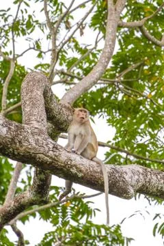 Close up Monkey on tree Stock Photos