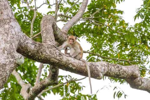 Close up Monkey on tree Stock Photos