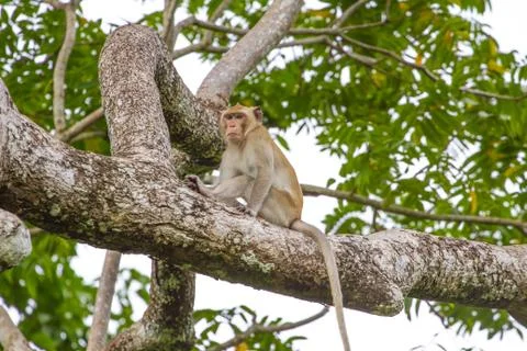 Close up Monkey on tree Stock Photos