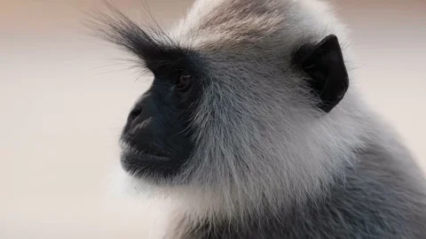 Close-up monkey turns his head Stock Footage 128532050