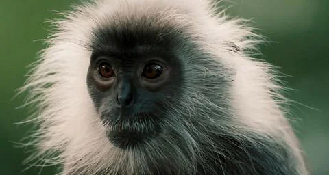A close-up of a monkey with white, fluffy fur around its head and dark Stock Photos