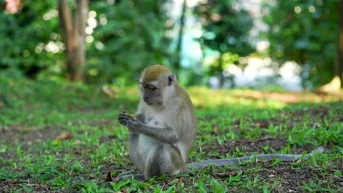 Close up of a monkey in the wild at the Lower Pierce Reservoir Stock Footage 137958657