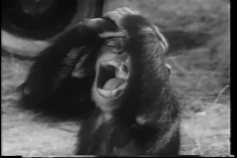 Close-up monkey yelling Video stock 11349079