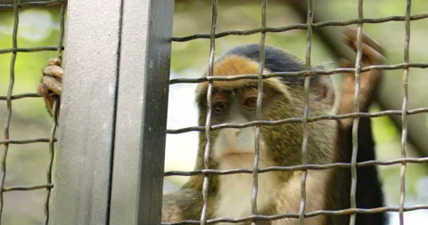 Close-Up of Monkey in Zoo Enclosure Stock Footage 255950282