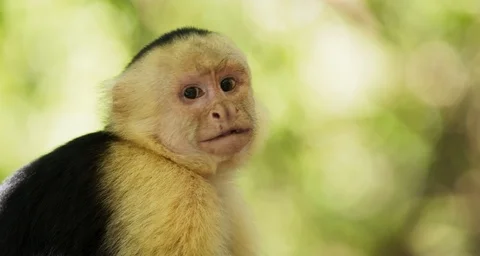 Close Up Of A Monkeys Face 4K Slow Motion Stock Footage 124103809