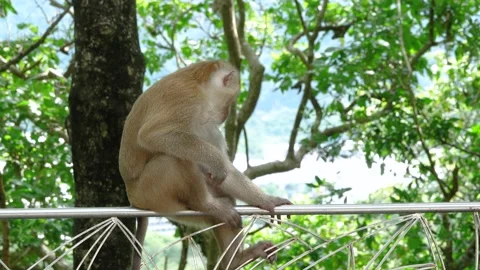 Close up of a Monkeys sitting on the trees. Stock Footage 156814992