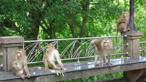 Close up of a Monkeys sitting on the trees. Stock Footage 156815198