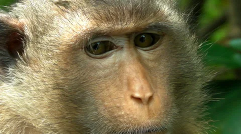 Close-up monky face Stock Footage 37330237