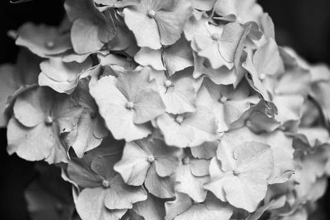 Close-up monochrome view of hydrangea flowers with delicate petals Stock Photos