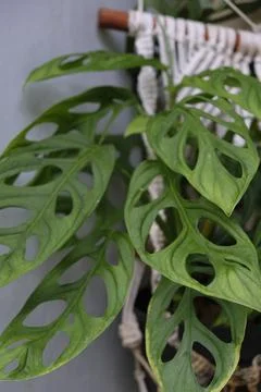 Close up of Monstera Adansonii hanging on macrame. In Indonesia known as Jand Stock Photos