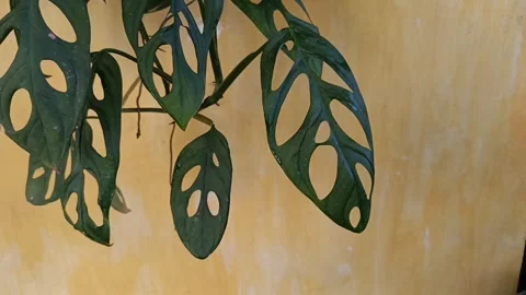 Close Up of Monstera Adansonii Leaves Hanging Against Wall Stock Footage 340748073