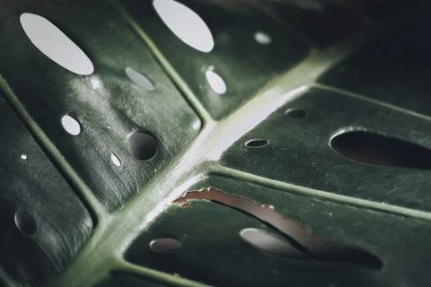 Close-up of Monstera deliciosa leaf in garden. Swiss cheese plant in Tropical Stock Photos