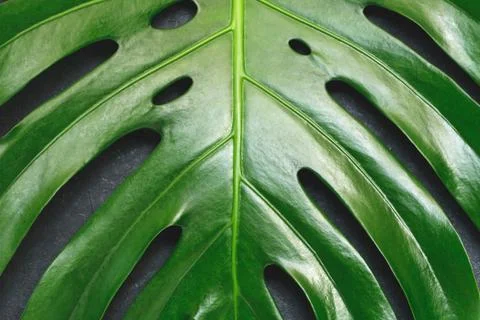 Close-up of the monstera leaf. Abstract background. Stock Photos