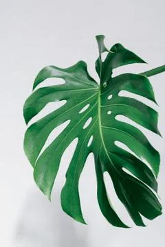 Close-up of the monstera leaf. Abstract composition Stock Photos