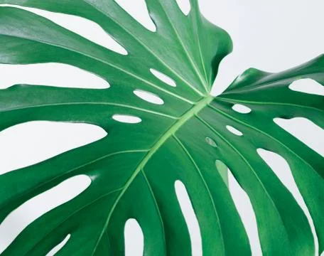 Close-up of the monstera leaf. Abstract composition Stock Photos