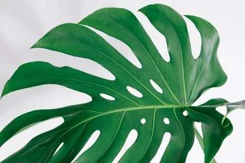 Close-up of the monstera leaf. Abstract composition Stock Photos