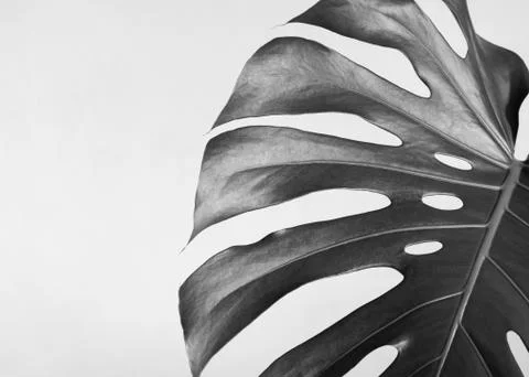 Close-up of the monstera leaf. Abstract composition. Black and white photography Stock Photos