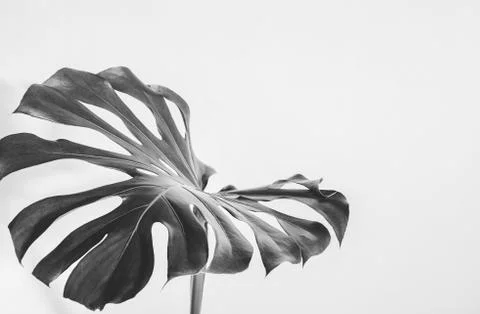 Close-up of the monstera leaf. Abstract composition. Stock Photos