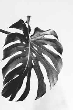 Close-up of the monstera leaf. Abstract composition. Stock Photos