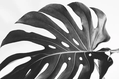 Close-up of the monstera leaf. Abstract composition. Stock Photos