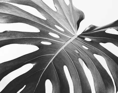 Close-up of the monstera leaf. Abstract composition. Stock Photos