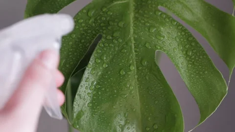 Close-up of monstera leaf being sprayed with water from a spray bottle. Droplets Stock-Footage 302542794
