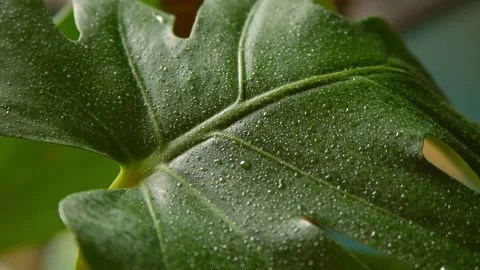 Close Up Of A Monstera Leaf With Mist 6K Stock Footage 262608238