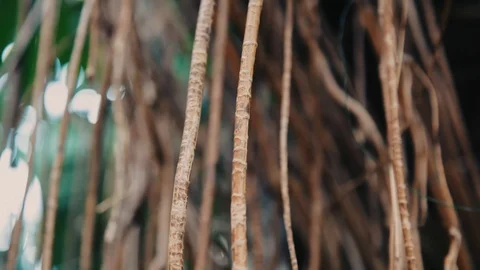 Close-up of Monstera tree bark and Liana in jungle Stock Footage 105735210