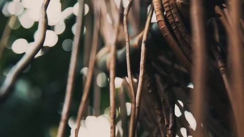 Close-up of Monstera tree bark and Liana in jungle forest. Stock Footage 105735537
