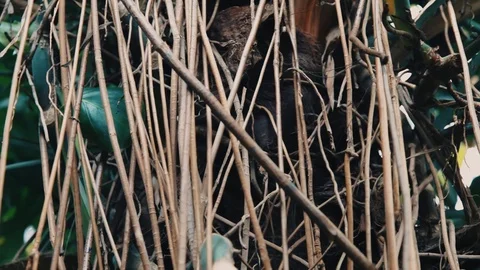 Close-up of Monstera tree bark and Liana in jungle. Stock Footage 105735554
