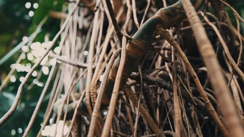 Close-up of Monstera tree bark and Liana in jungle rainforest. Stock Footage 105735606