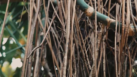Close-up of Monstera tree bark and Liana in jungle rainforest. Stock Footage 105735616