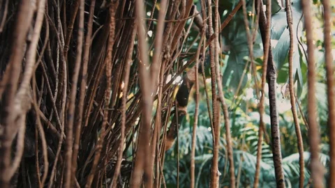 Close-up of Monstera tree bark and Liana in jungle rainforest. Stock Footage 105735626