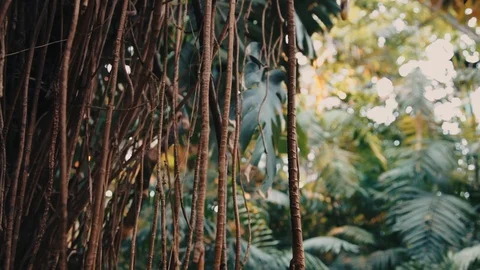 Close-up of Monstera tree bark and Liana in jungle. Stock Footage 105735631