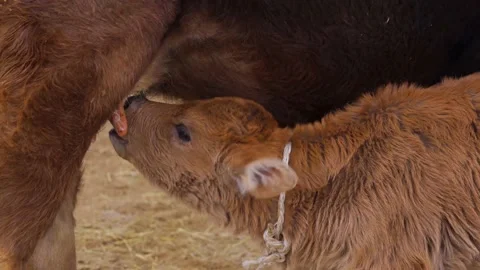 Close-up of month-old calf drinks milk from the udder and strikes an empty udder Stock Footage 166823510