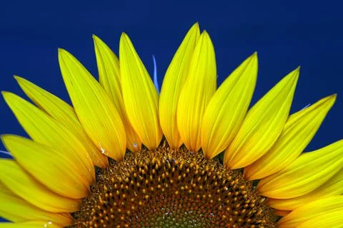A close up of a moon flower Stock Photos