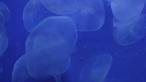 Close Up Moon Jellyfish Drifting in Soft Blue Aquarium Light Stock Footage 336263220