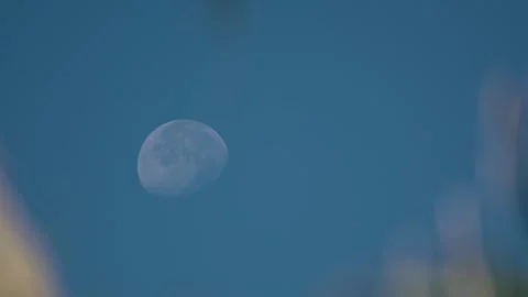 Close up of Moon View Between Blurred Palm Fronds Stock-Footage 318742343