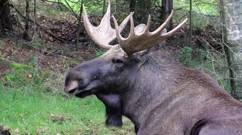 Close up of Moose bull Stock Footage 55859882