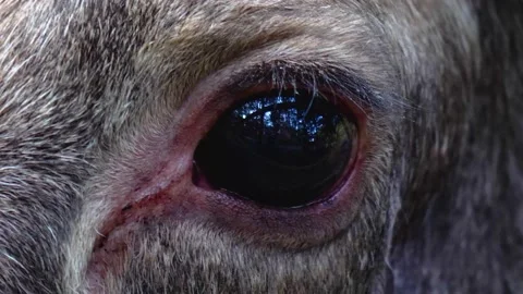 Close up of moose Stock Footage 141398065