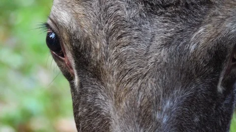 Close up from moose head and eye Stock Footage 120255590