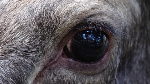 Close up from moose head and eye Stock Footage 120255636