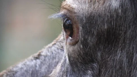 Close up from moose head and eye Video stock 120256002