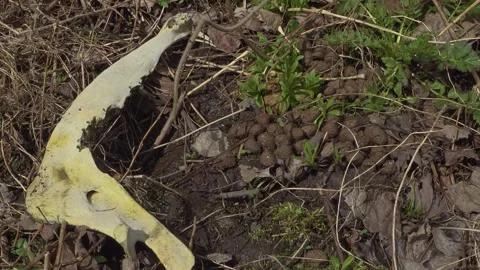 A close-up of a moose jawbone beside moose poo Stock Footage 318700311