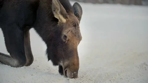 Close up of moose kneeling Stock Footage 221949458