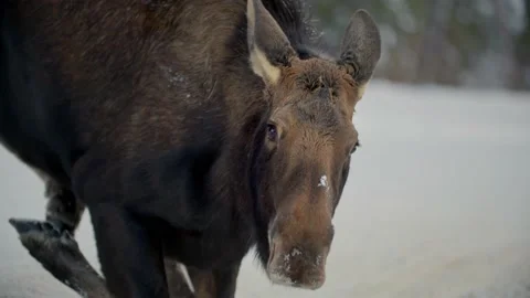 Close up of moose laying down on the snow 库存影片 221949455