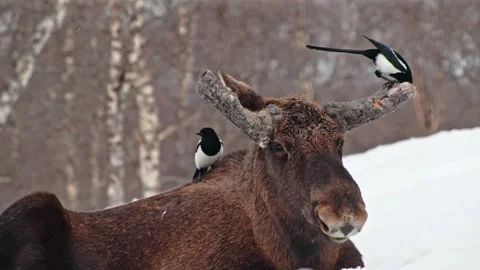 Close up of a Moose or Elk (Alces Alces) with two Eurasian Magpie sitting on him Stock Footage 250127328