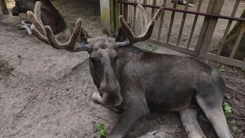 Close up moose or elk head Stock Footage 302284379