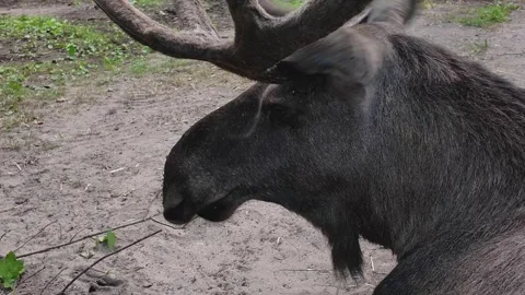 Close up moose or elk head Stock Footage 302285093