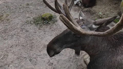 Close up moose or elk head Видео 302289507